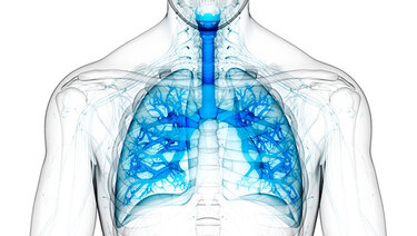 Picture of Human Anatomy showing the Pulmonary System (the lungs).